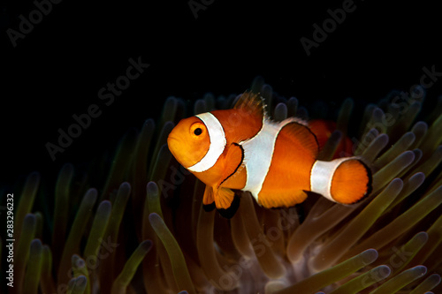 Clownfish or anemonefish are fishes from the subfamily Amphiprioninae in the family Pomacentridae