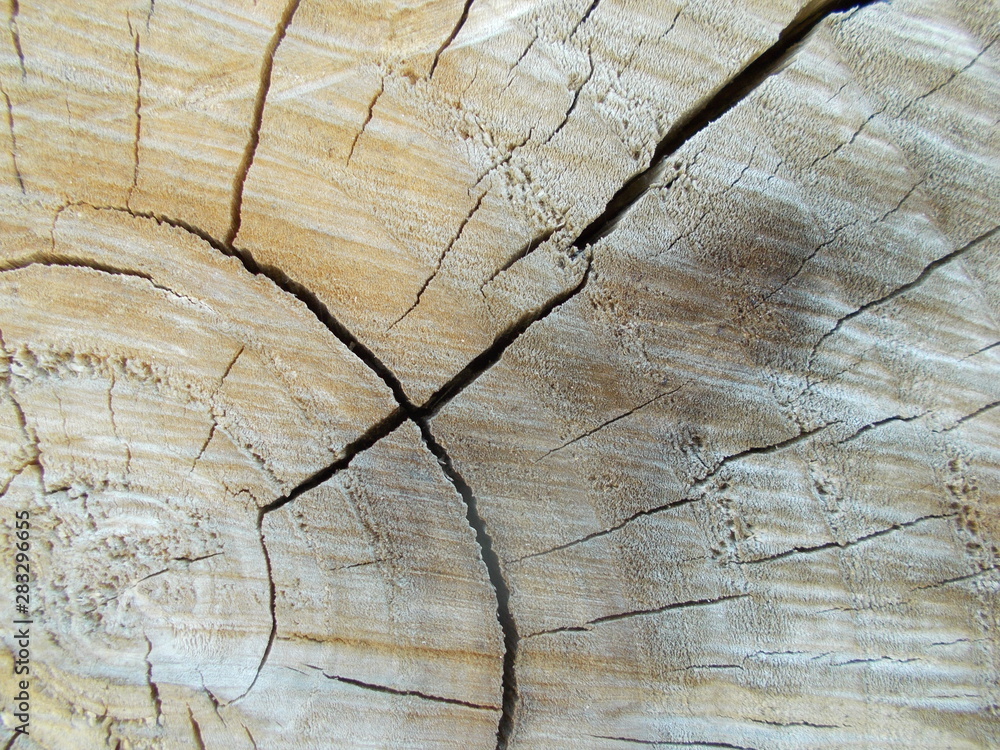 Fototapeta premium Wood texture for your design