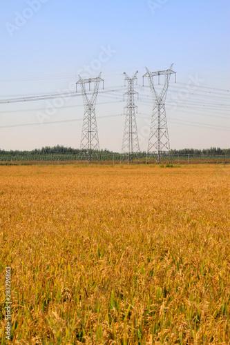 electric tower in the rice fields