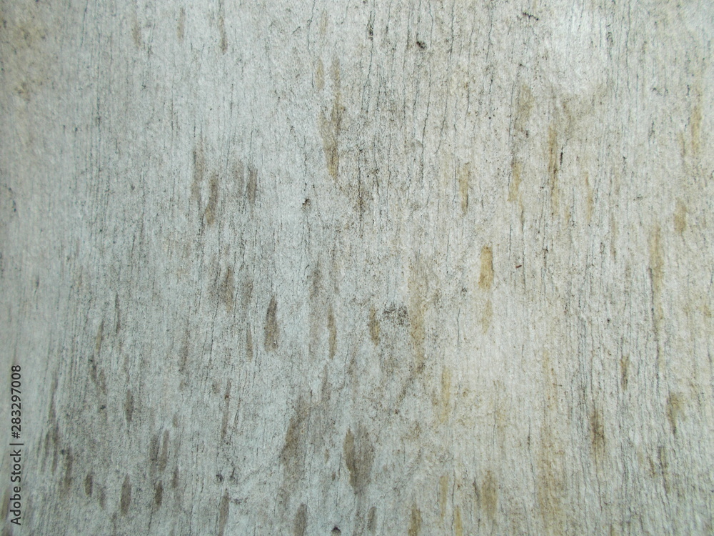 Wood texture for your design Wood texture for your design