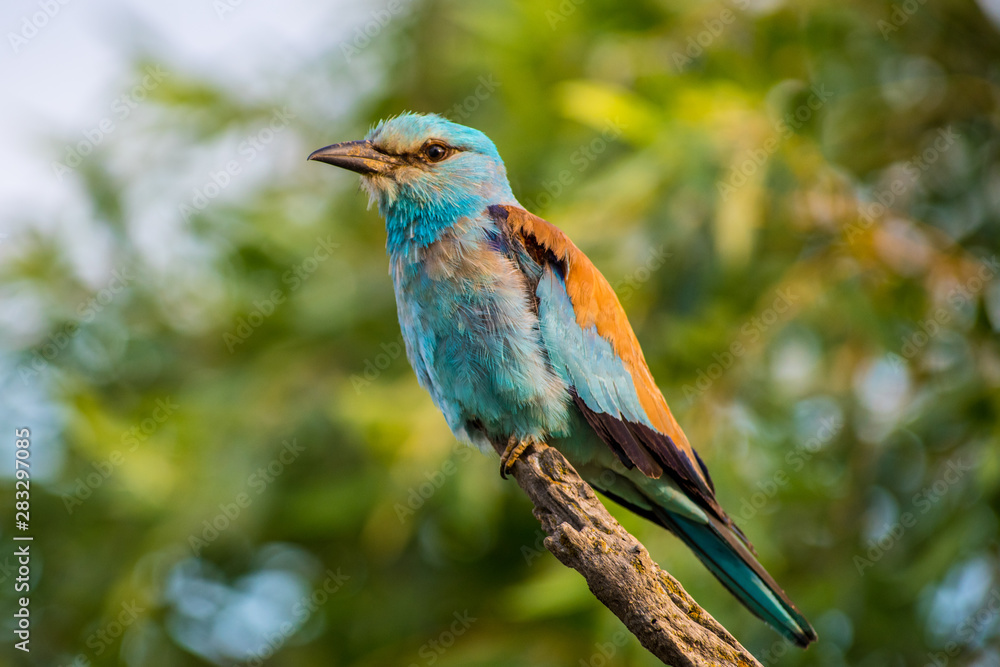 Obraz premium European roller Coracias garrulus in summer morning