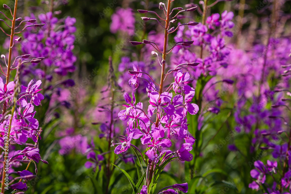 Obraz premium Purple flowers of fireweed, Rosebay Willowherb, Epilobium angustifolium, French willow, Ivan-tea in natural background, healthy tea, traditional medicine. Floral background.