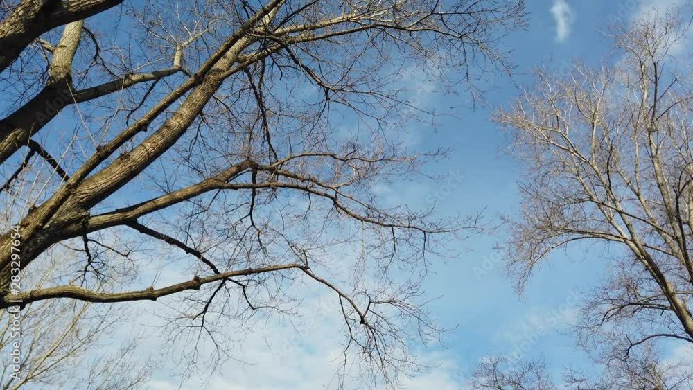 View of dry tree branch during winter. View of dry tree branch during winter.