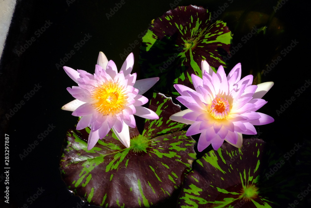 beautiful lotus flower or water lily in pond beautiful lotus flower or water lily in pond