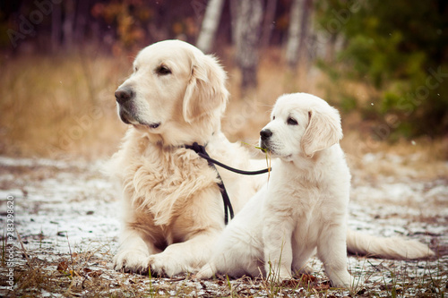golden retriever and puppy sitting in winter forest