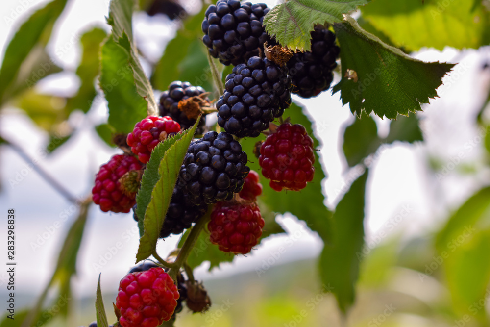 berries on a branch berries on a branch