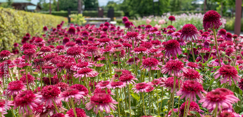Echinacea Delicious Candy in a square