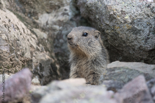 Alpine marmot near his burrow (Marmota marmota)
