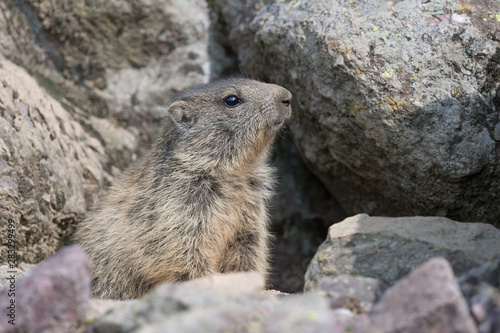 Alpine marmot near his burrow (Marmota marmota)