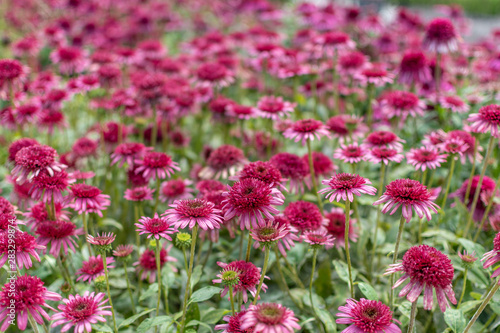 Echinacea Delicious Candy in a square