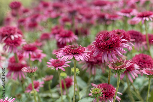 Echinacea Delicious Candy in a square