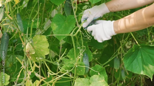 Wallpaper Mural Harvesting Cucumbers in a Greenhouse in Slow Motion. Close Up. Organic and Healthy Food Concept Torontodigital.ca