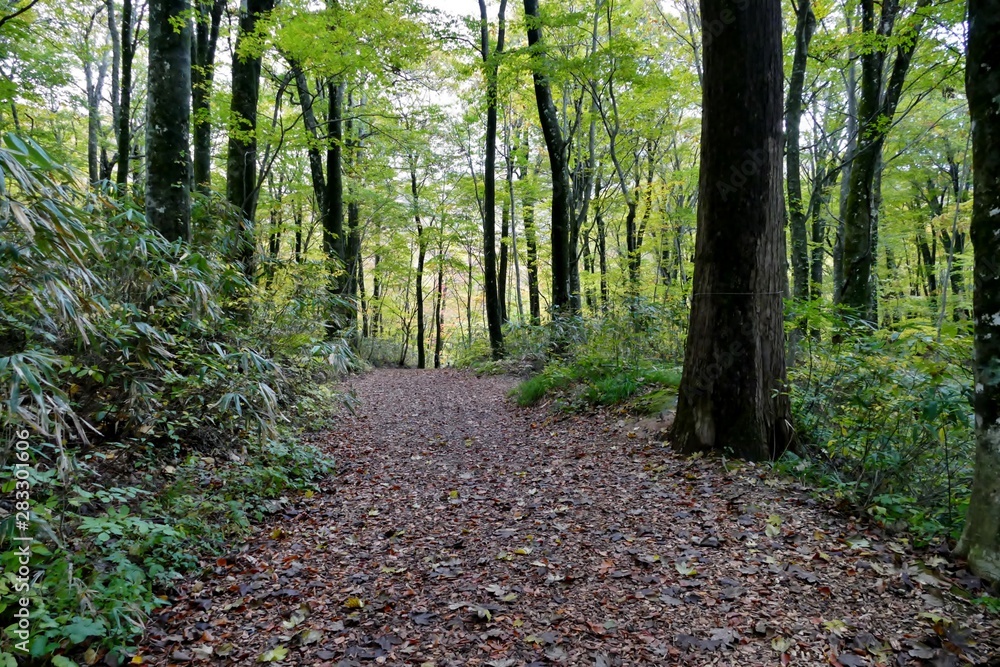 Obraz premium 《十二湖の紅葉》青森県深浦町