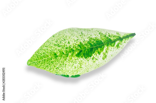 Green leave isolated on white background