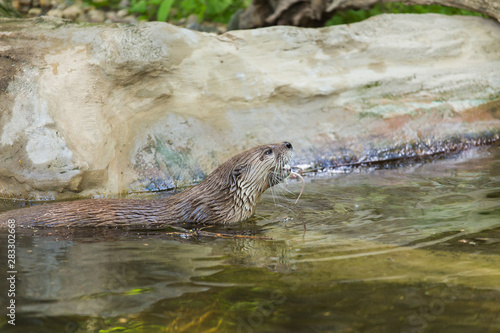 Side view of a funny wet otter holds a mouse and swims into a secluded place. Concept of life of predatory animals and the food chain in the ecological system. Animal protection concepts.