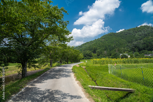 Fototapeta Naklejka Na Ścianę i Meble -  兵庫県　ひまわりと夏の原風景