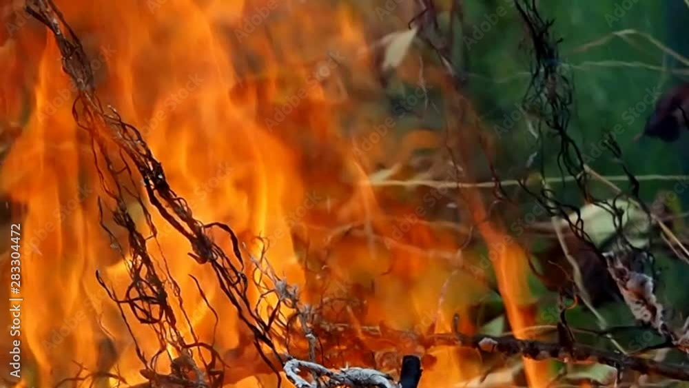 Fire on plants and trees. The threat to flora and fauna from fire. Fire on plants and trees. The threat to flora and fauna from fire.