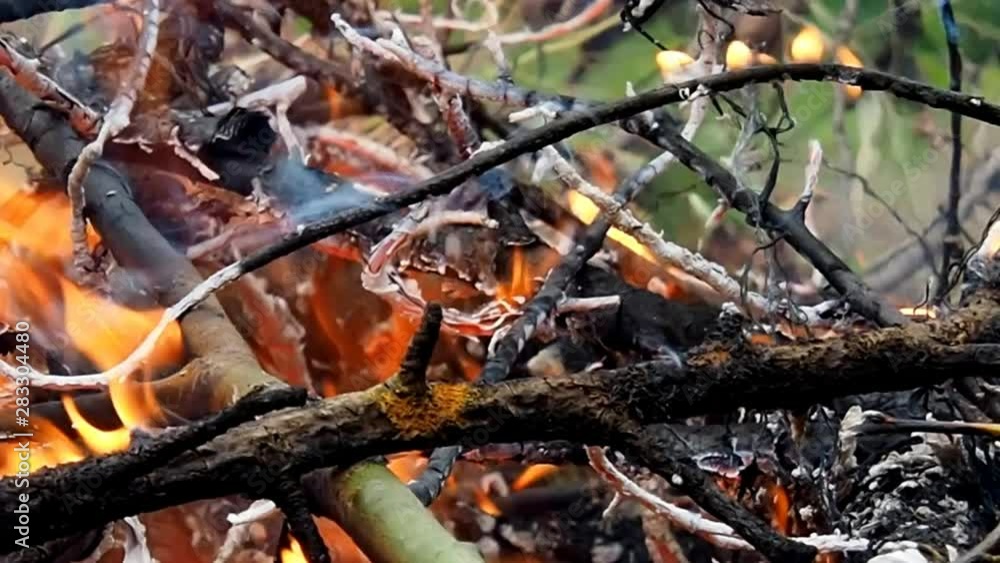 Fire on plants and trees. The threat to flora and fauna from fire. Fire on plants and trees. The threat to flora and fauna from fire.