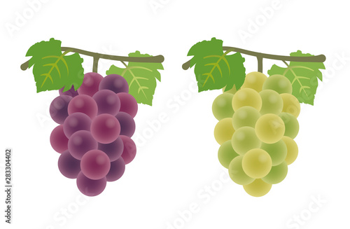 巨峰　シャインマスカット