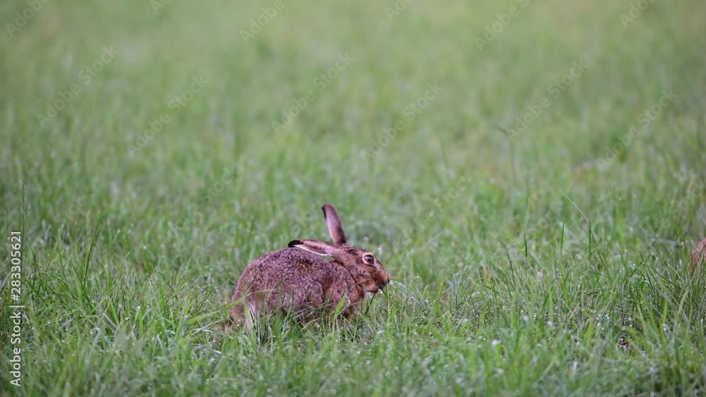 Brown hare sitting in the meadow and search feed, summer, (lepus capensis), germany Brown hare sitting in the meadow and search feed, summer, (lepus capensis), germany