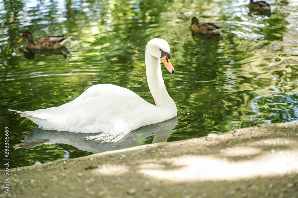 Fototapeta premium Cygne