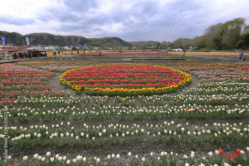 Wallpaper Mural 羽村市チューリップ祭 Torontodigital.ca