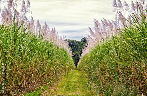 A tall crop of Sugar Cane growing in a field in tropical Far North Queensland, Australia.