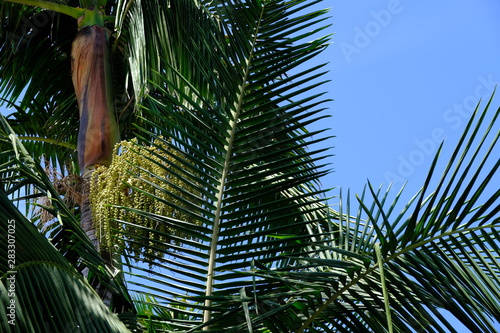  Palm trees on the streets of Los Angeles