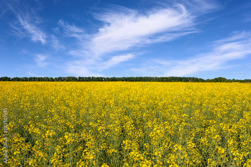 blooming rapeseed field