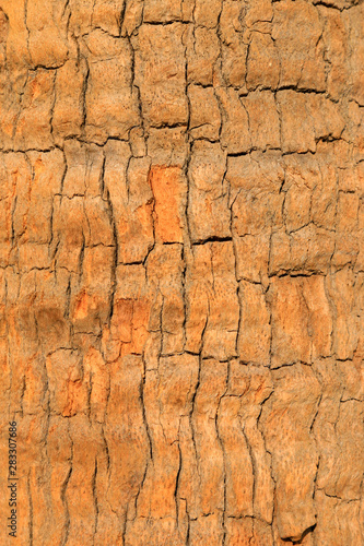 Coconut tree bark