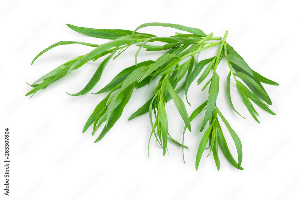 Fototapeta premium tarragon or estragon isolated on a white background. Artemisia dracunculus
