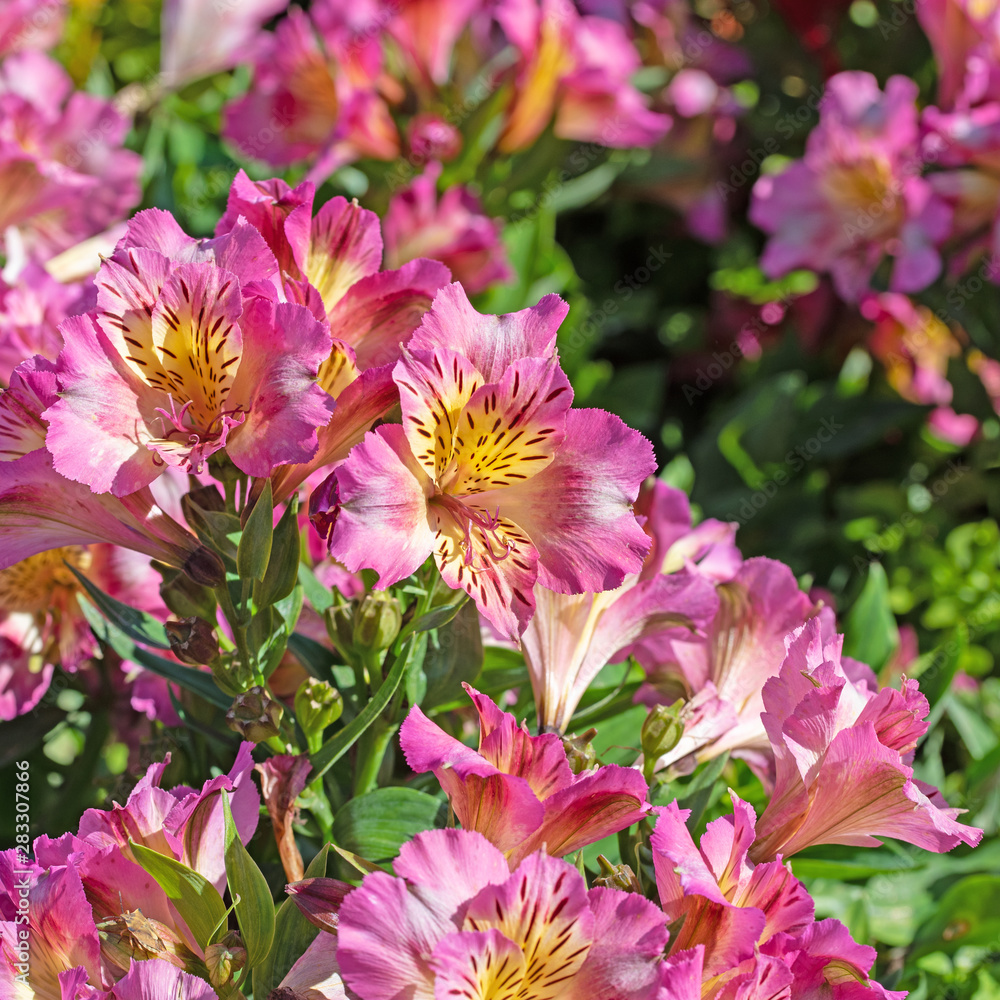 Blühende Inkalilien, Alstroemeria Blühende Inkalilien, Alstroemeria