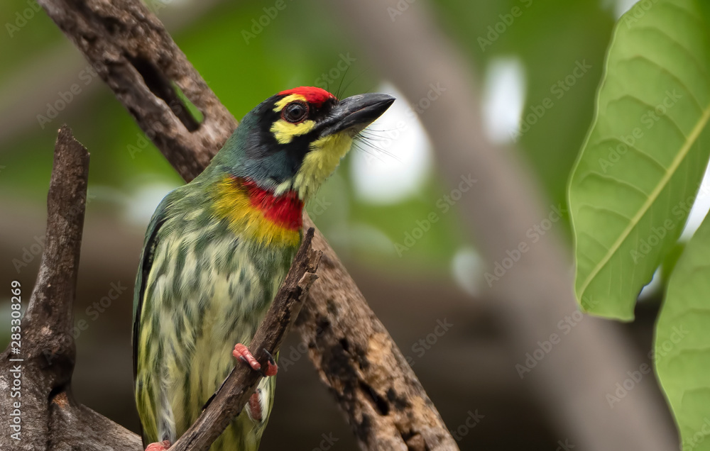 Obraz premium Close up Coppersmith Barbet Bird Perched on Branch Isolated on Background