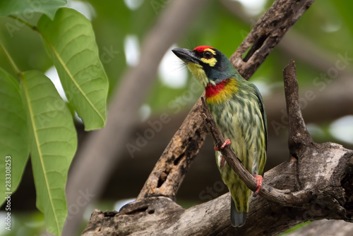 Close up Coppersmith Barbet Bird Perched on Branch Isolated on Background photo