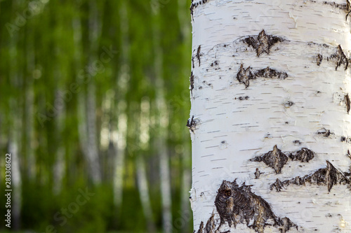 Bild auf Leinwand closeup birch tree trunk on blurry background of green forest