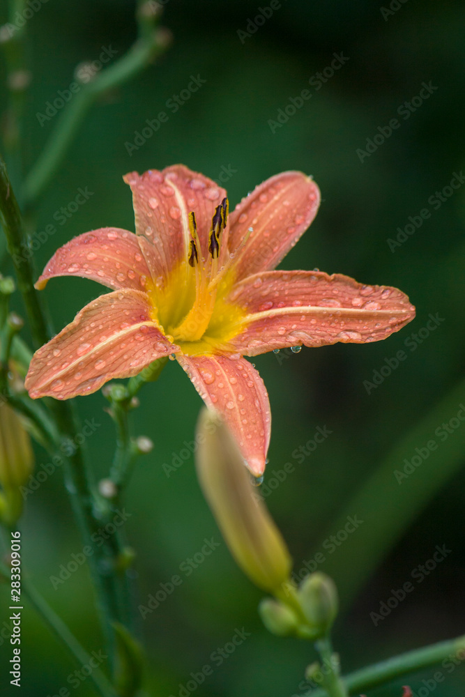Close up of blooming orange lilies with water drops with blurred green background