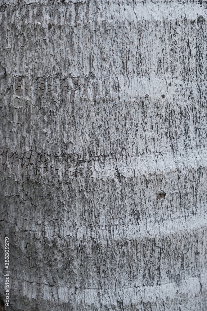 Obraz premium Wood texture for design