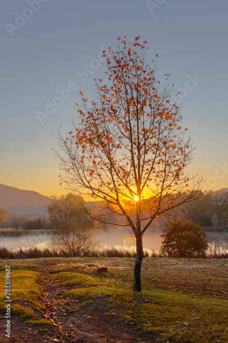 Yellow cast from the rising sun through autumn colored tree