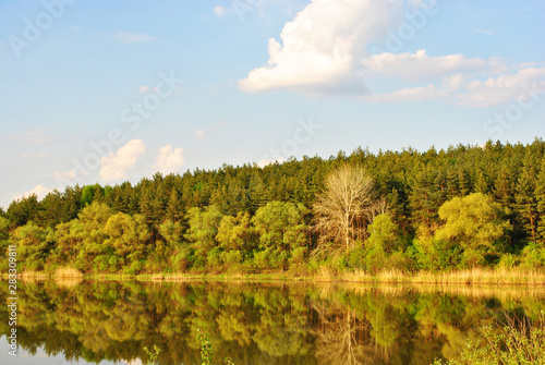 Landscape with lake, willows and pine forest on bank, blue cloudy sky, sunny day
