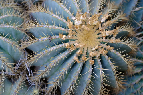  Cacti on the streets of Hollywood