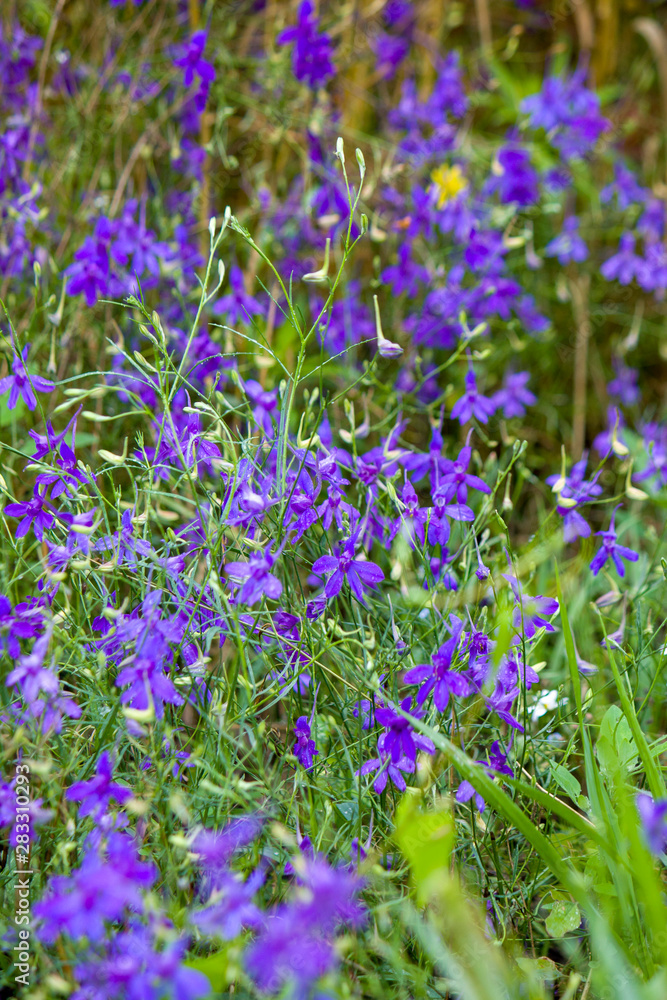 Obraz premium Field meadow in the summer, multi-colored wildflowers close-up.