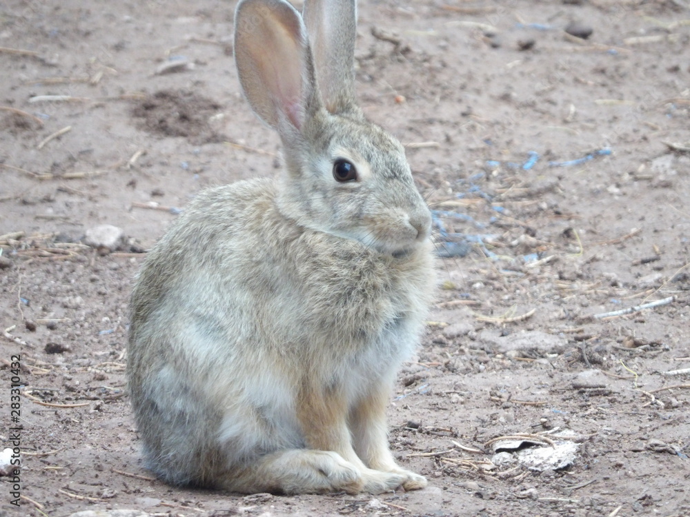Wild gray rabbit sitting outside Wild gray rabbit sitting outside