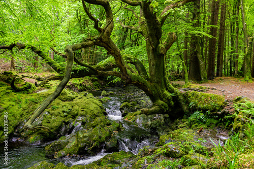 trees, lakes and streams in Tollymore Forest Park