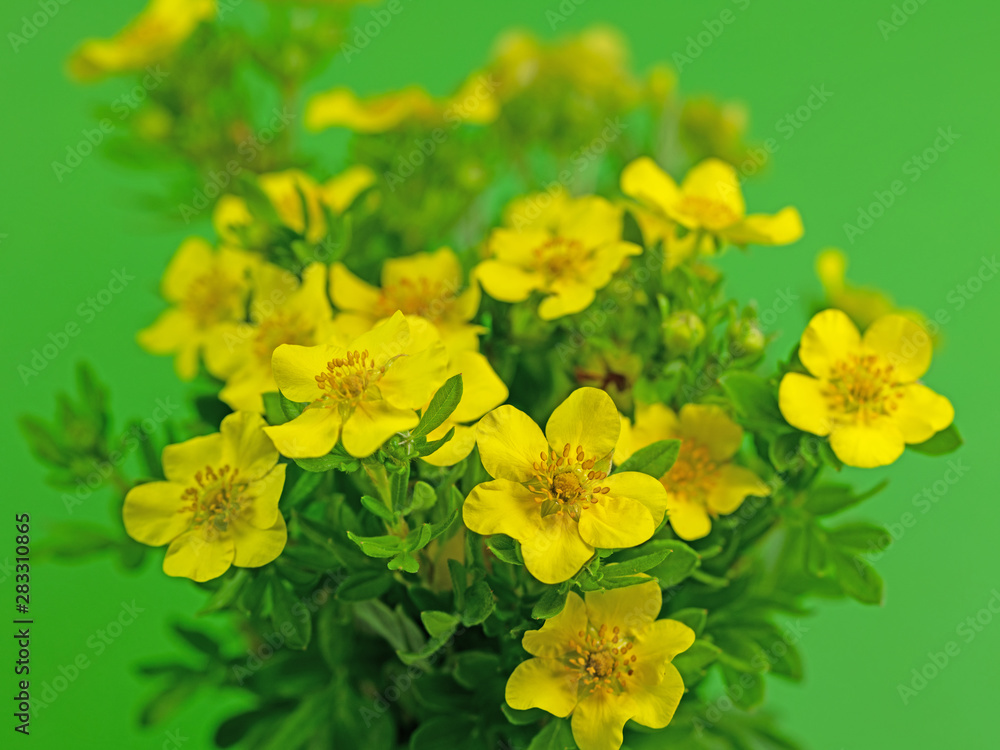 Blüten vom Fingerkraut, Potentilla fruticosa Blüten vom Fingerkraut, Potentilla fruticosa