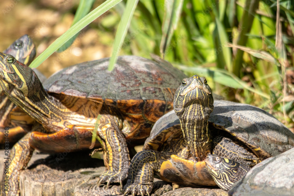 Tortue de Floride -Trachemys scripta elegans Tortue de Floride -Trachemys scripta elegans