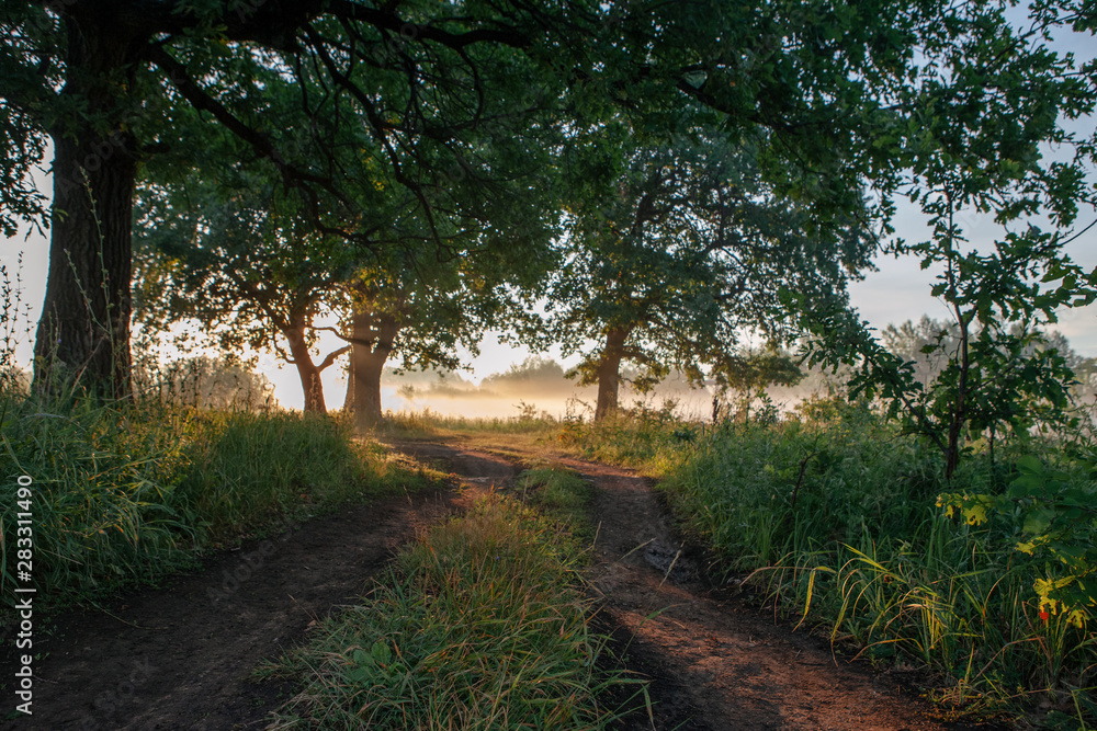 Fototapeta premium Oak leaves in the morning light with sunlight. Sunrise on the field