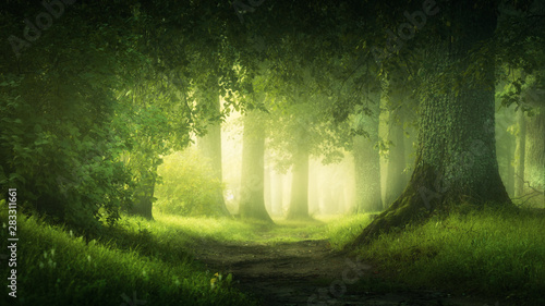 Fototapeta Naklejka Na Ścianę i Meble -  fairy tale forest