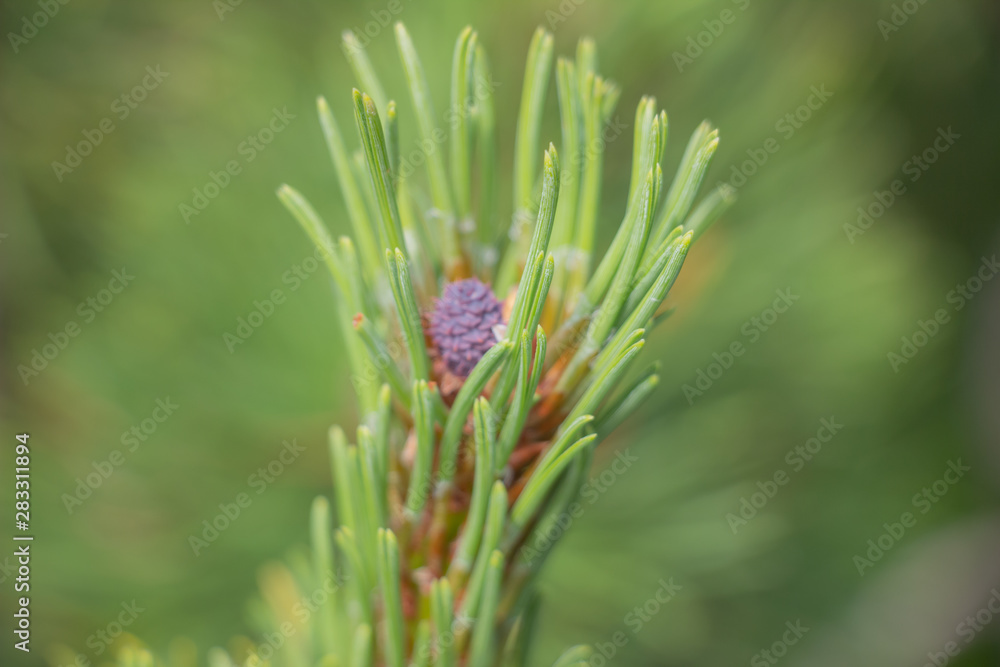 Cones grow on a Christmas tree close-up. Macro shot. Spines on a pine tree. Cones grow on a Christmas tree close-up. Macro shot. Spines on a pine tree.