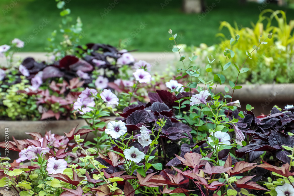 flowers in a pot in full bloom in summer flowers in a pot in full bloom in summer
