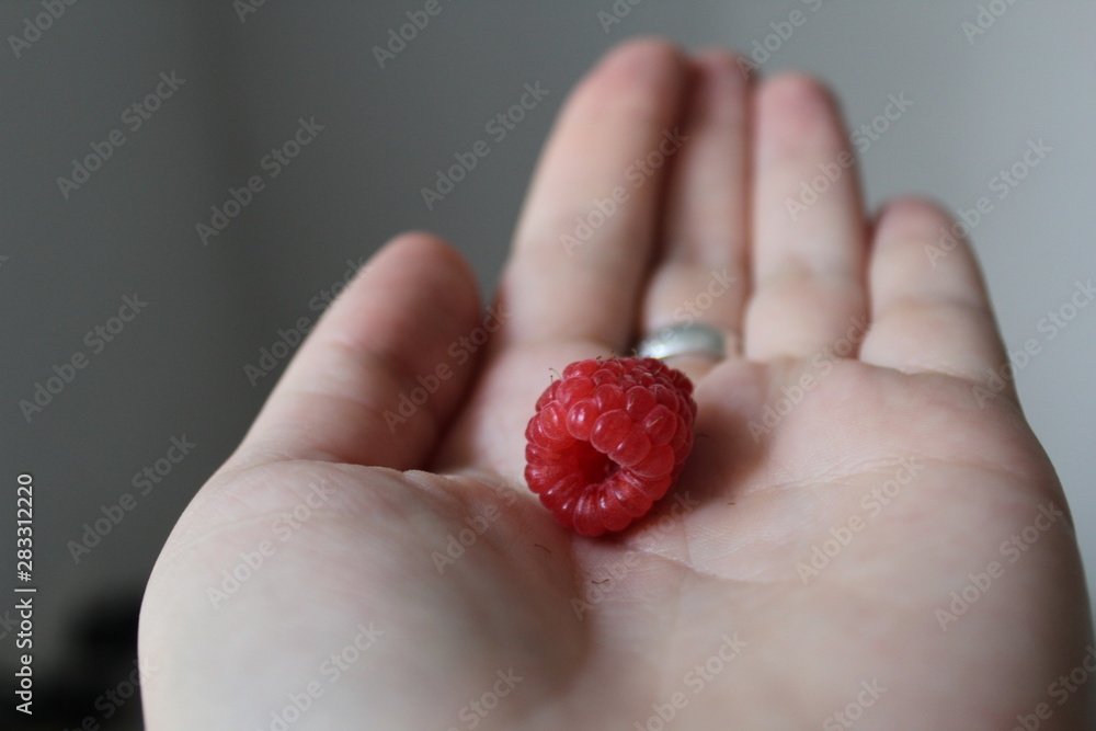Red raspberry looks great on the hand Red raspberry looks great on the hand